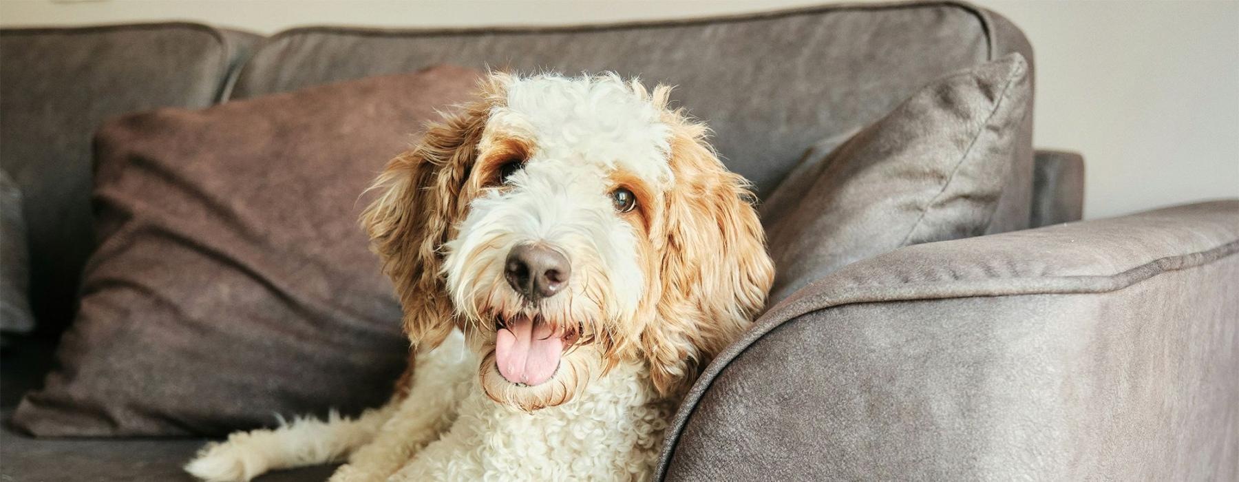 a dog lying on a couch